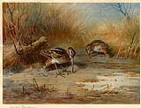 Archibald Thorburn Snipe Probing painting